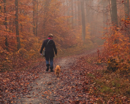 Wandelcoach met honden - Persoonlijke ontwikkeling