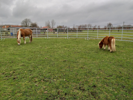 Coachen met paarden