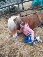 Coachen met paarden